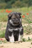 CHIEN FINNOIS DE LAPONIE 431